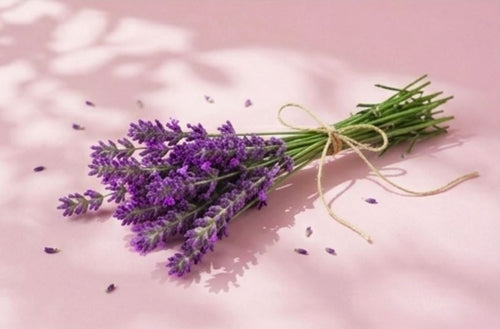 Lavendel als Inhaltsstoff des LØVETANN Periodenbalsams